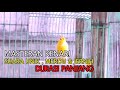 Masteran Suara Kenari Irama Merdu Dan Jernih Mp3 - Mp4 Download