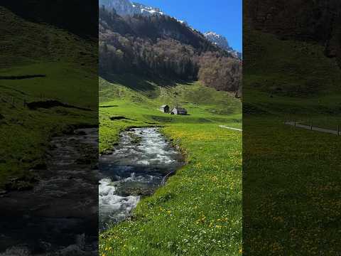 Vídeo: Prado alpino. Plantas de prados alpinos