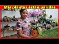 Mis plantas reventaron de flores para adornar mi patio, Tour por mi jardín