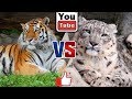 Снежный барс против Бенгальского Тигра. Snow Leopard against Bengal tiger.