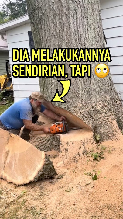 Pria Tua Ini Berusaha Menebang Pohon Berusia 200 Tahun Lebih