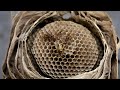 Yellow Jackets MASSIVE nest in house! | MACRO video of Pupating Wasps | Hornet's Nest Tear Down!