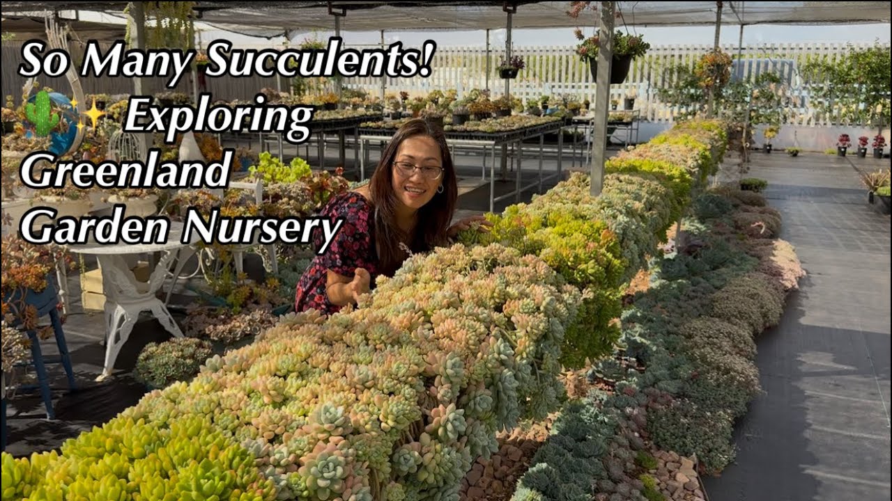 Рай для любителей растений 🌿 | Коллекция суккулентов от питомника Greenland Garden Nursery/1