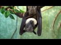 Fruit Bats Love Bananas!