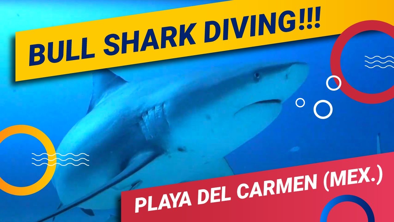 Bull Shark Diving In Playa del Carmen With Dressel Divers (Season 2019 ...
