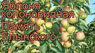 Яблоня колоновидная Память Блынского (malus) 🌿 обзор: как сажать, саженцы яблони Память Блынского