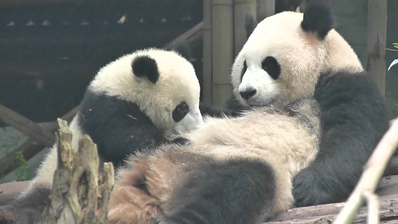10 month old Panda nursing - YouTube