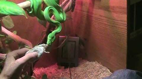 Green tree python taking a mouse