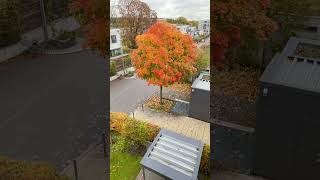 Beautiful Autumn view from my Window #munich #germany