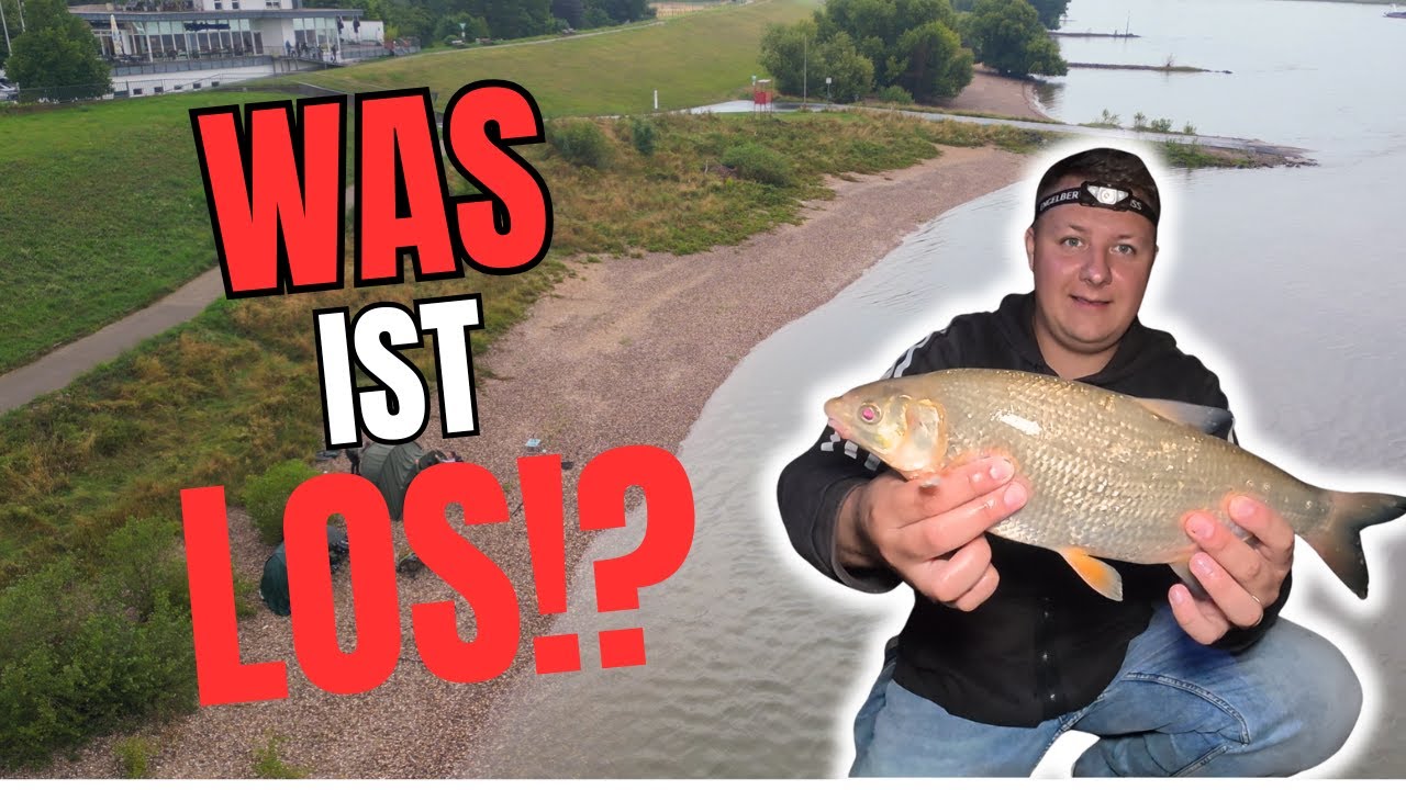 UNFASSBAR RIESEN FRIEDFISCHE am RHEIN! | Ist DAS NORMAL?!