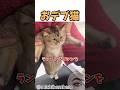 世界一デカいケツを持つ猫ちゃんのダイエット🐱🐱🐱 #shortvideo #元気お届け #でぶねこ