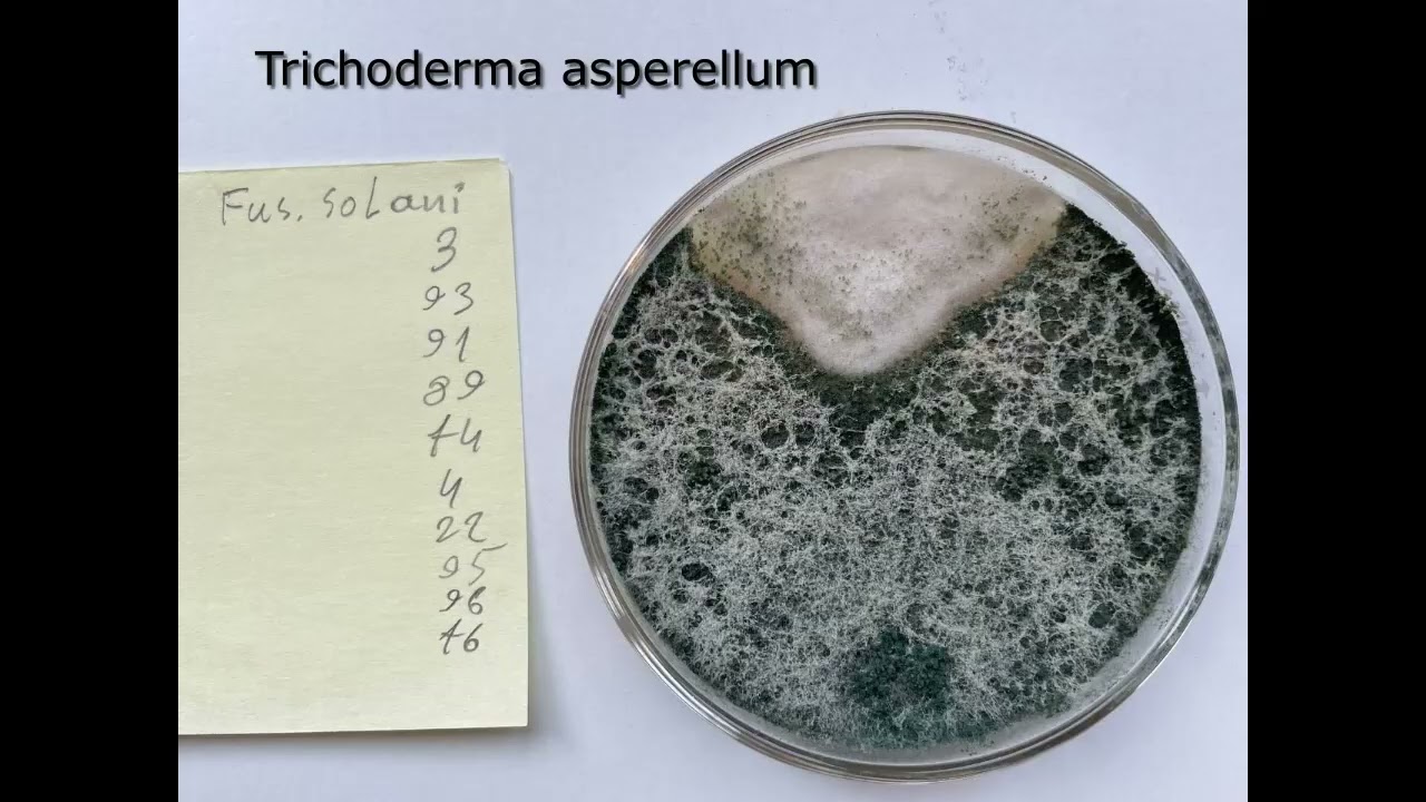 Триходермы из препарата МикоВальд Т