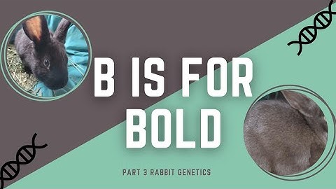 Rabbit Genetics for Beginners - B Series Genes | Meet the Rabbitry