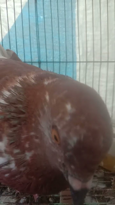 suara merpati betina #merpatiplayer #pigeon #merpatikolong #merpatiku #merpati #masukberanda