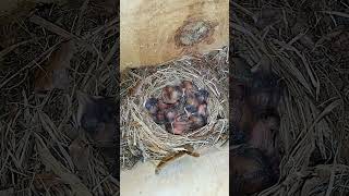 Птенцы мухоловки-пеструшки в гнезде
