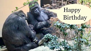 Happy Birthday ! キンタロウ⭐️ゴリラ gorilla【京都市動物園】Today is 1st birthday of baby gorilla Kintaro