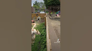 Lurcher Jumping Music 80smusic Funny Song Puppy Trythatinasmalltown Adopteddog 
