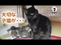 シャオちゃん一家に悲しい出来事がおきてしまいました・・・ ฅ^•ω•^ฅ A sad event has happened to the Chao family...