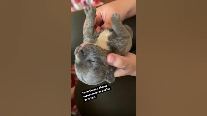 sometimes a simple massage can help loads with bloating/ constipation in young puppies ❤️