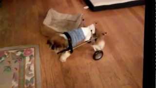 Mo the pekingese walking around the first time with his new wheelchair. by Kit Lau 1,023 views 11 years ago 43 seconds