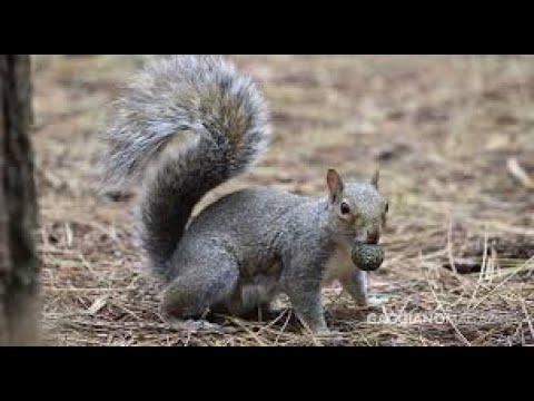 Video: Gli scoiattoli mangiano l'aconito invernale?