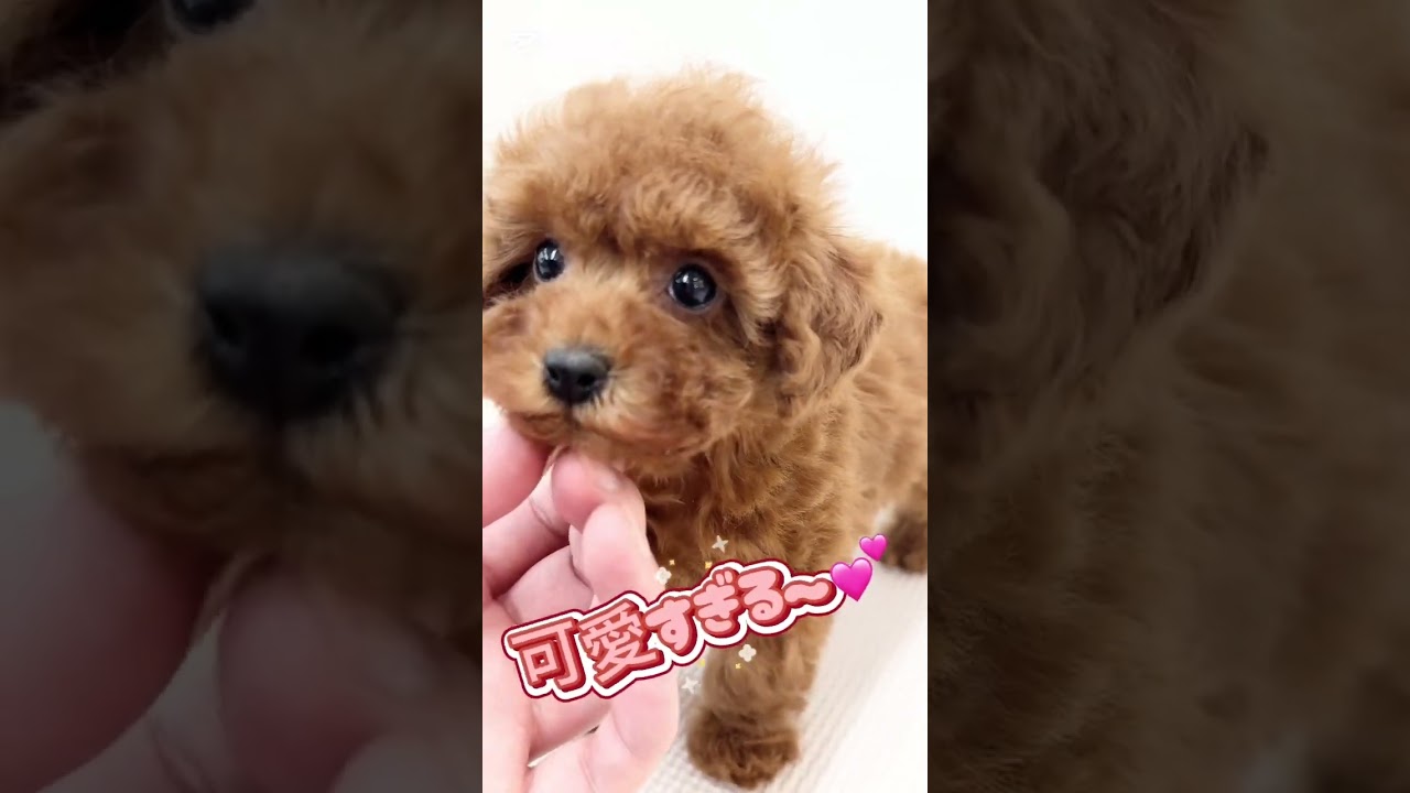 トイ・プードル | ペットショップ マルワン 小さめ子犬 美形な子猫