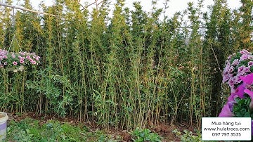 Chọn cây trúc quân tử cho khách - Nhà vườn Hula Trees