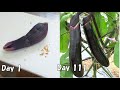 スーパーで買ったナスの種から育てる(ナスの育て方)  /  How to grow eggplants  from store bought eggplants