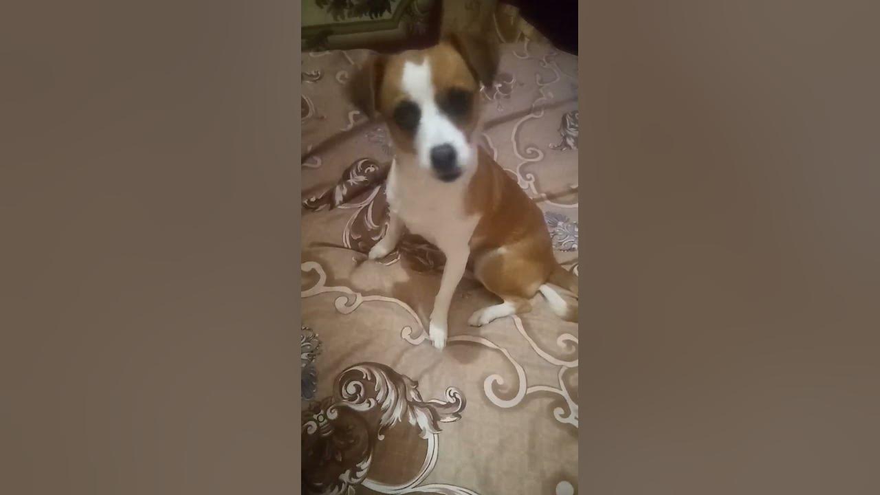 звук кота - YouTube