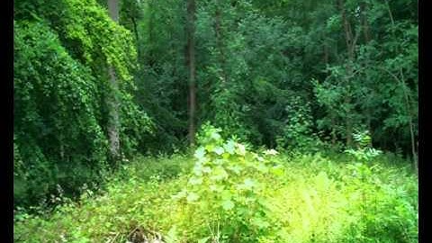 Adobe After Effects CS4 - Trapcode Fire effects