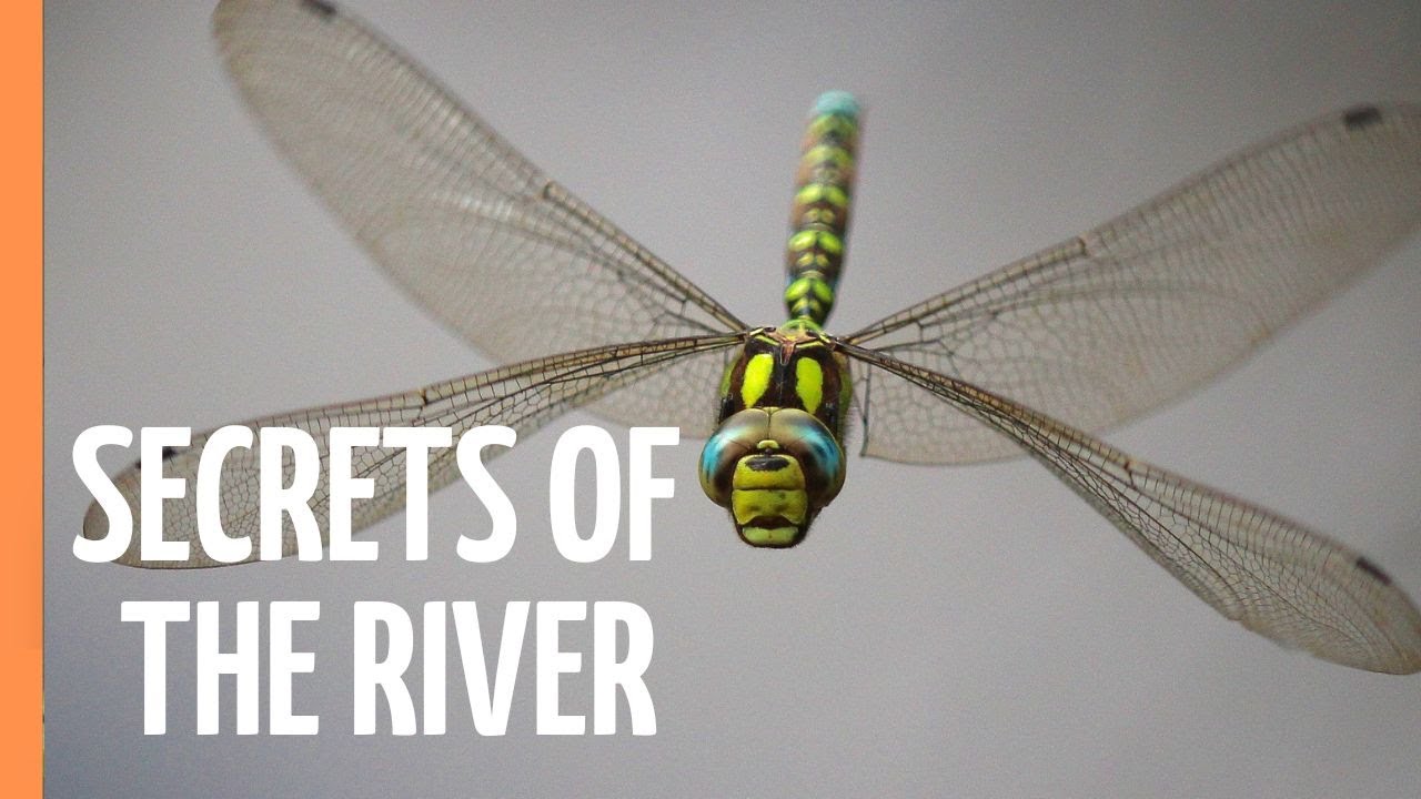 Sapphire Wings: Life on the River (2024)
