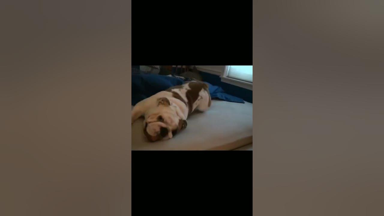 Funny Dogs Throwing Tantrums Funny Dog Videos YouTube