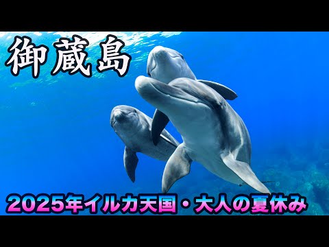 2025年ーイルカ天国御蔵島・最新の島情報♫　　＃御蔵島　＃ミナミハンドウイルカ　＃観光　＃ドルフィンスイム　＃夏休み