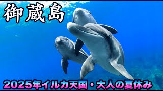 2025年ーイルカ天国御蔵島・最新の島情報♫ ＃御蔵島 ＃ミナミ