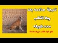 شاهد نتيجة صادمه بعد ربط الكلب فترة طويلة علاج خوف الكلب من السلسلة والطوق شاهد نتيجة صادمه بعد ربط الكلب فترة طويلة علاج خوف الكلب من السلسلة والطوق