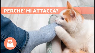 Perché il mio GATTO mi attacca senza motivo?  (9 Cause)