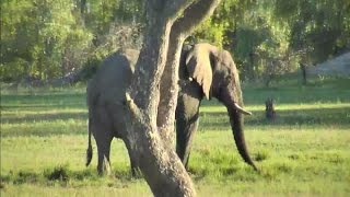 Seeds of Liberty Podcast Episode 108:  What Elephant in the Room?