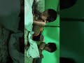 Meri beti apne bhai ka tshirt se khel rehi hain