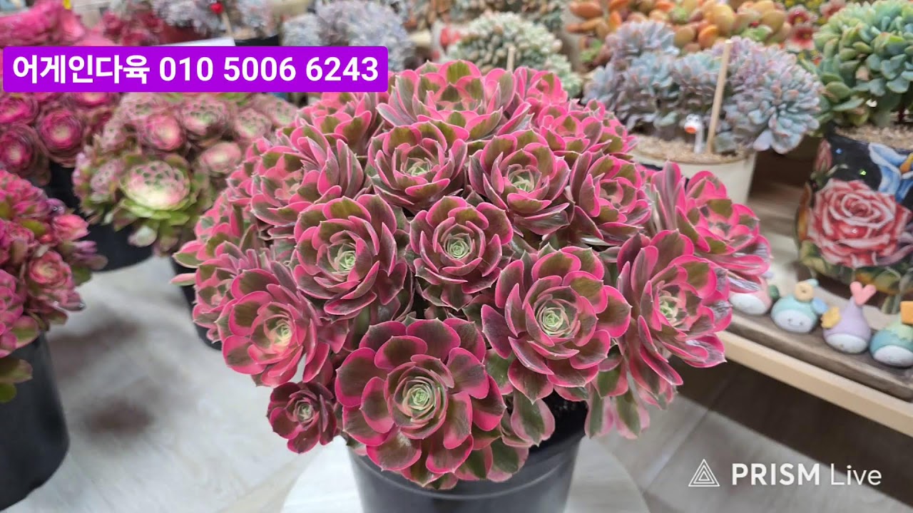 어게인다육 라이브) 3월5일 오후3시