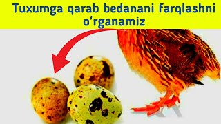 Bedana boqish sirlari|Tuxumga 🥚qarab bedanani holatini aniqlash