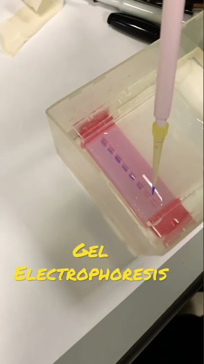 👩🏼‍🔬PCR & Gel electrophoresis LAB 🧪 | Apollo #shorts #pcr #lab #medstudent