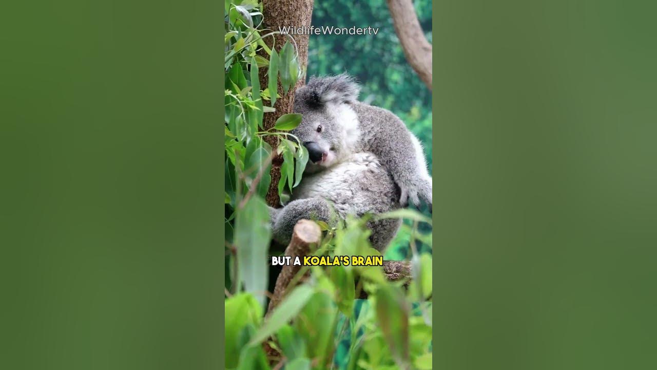 Are Koalas REALLY That Stupid? 🐨 I Don't Think So! shorts YouTube