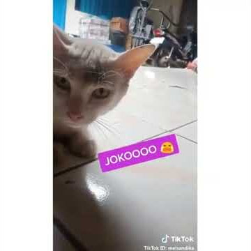 video kucing lucu manggil joko