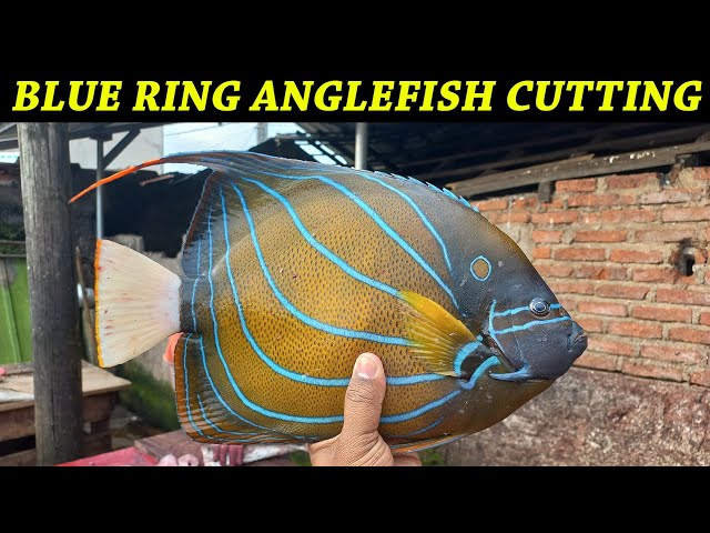 Blue ring angelfish, Pomacanthus annularis, Sipadan Island, Malaysia Stock  Photo - Alamy