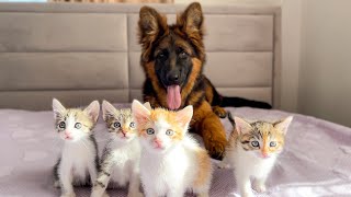 German Shepherd Puppy Confused by Tiny Kittens