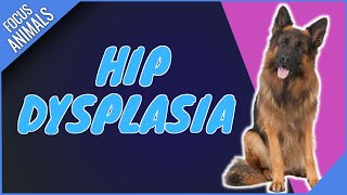 Hip Dysplasia In Dogs (Symptoms & Treatment)