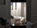 Dalmatian dog