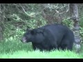 Black Bear Viewing at the Vince Shute Wildlife Sanctuary - The American Bear Association