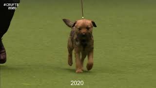 Best of Breed, Terrier Group|BORDER TERRIER|