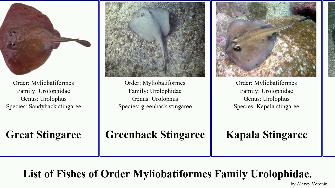 List of Fishes of Order Myliobatiformes Family Urolophidae. stingaree armatus Urolophus Fuse Wide